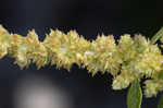 Purple amaranth